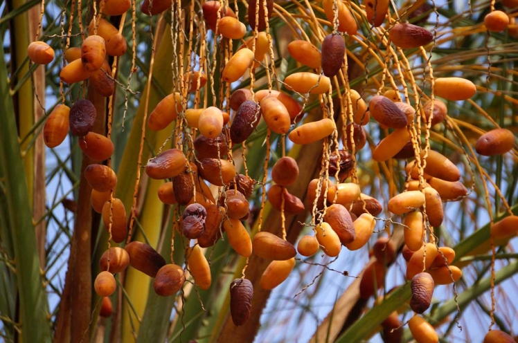 Crafting Success in Date Production and Sales